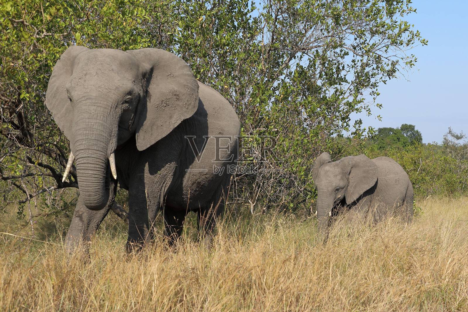 非洲象 / 非洲象 / 非洲象照片摄影图片