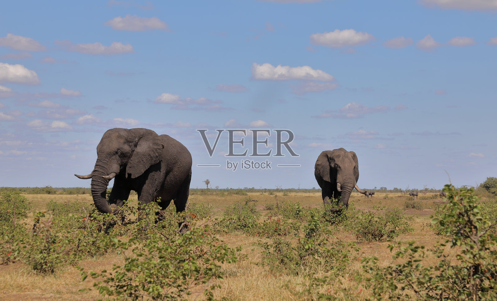 非洲象 / African elephant / Loxodonta africana照片摄影图片