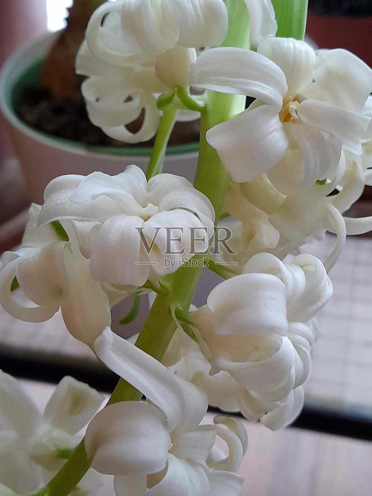 白色风信子特写照片摄影图片