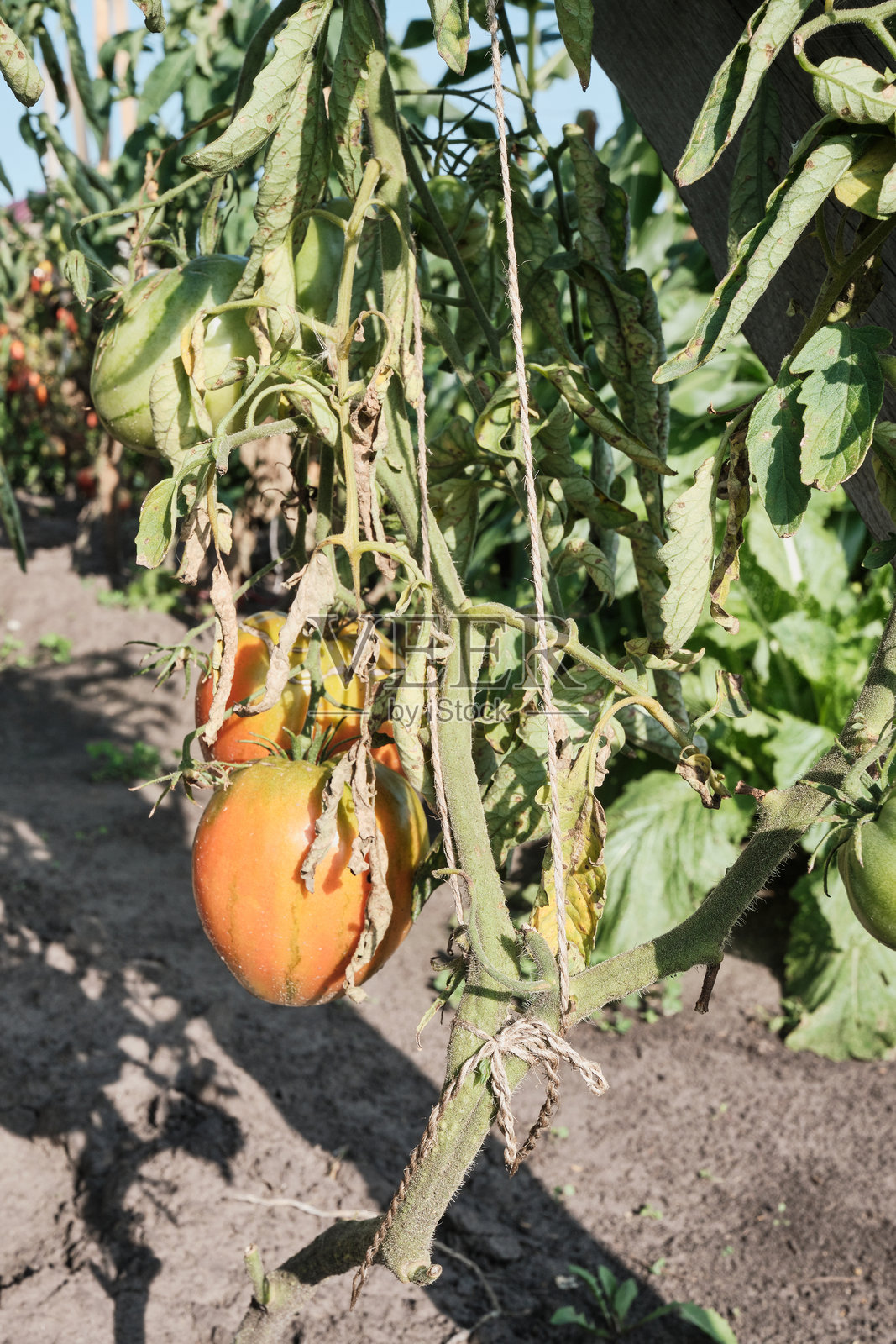 有真菌病迹象的番茄照片摄影图片