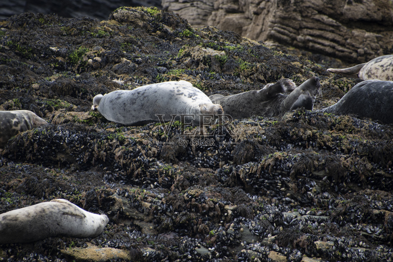大西洋灰海豹群落，康沃尔照片摄影图片