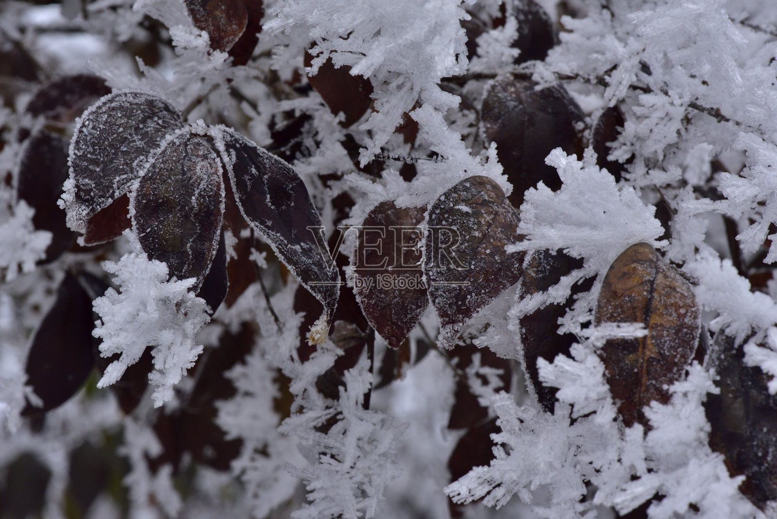 意大利多洛米蒂山脉中的树叶和冰照片摄影图片