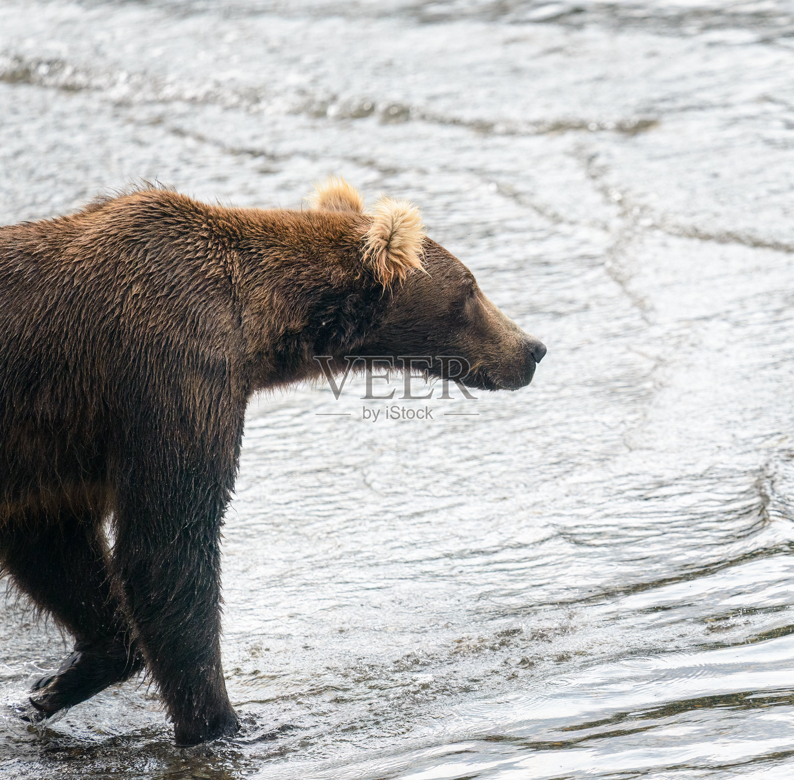 一只年轻的阿拉斯加棕熊在布鲁克斯河中漫步。卡特迈国家公园，阿拉斯加。照片摄影图片