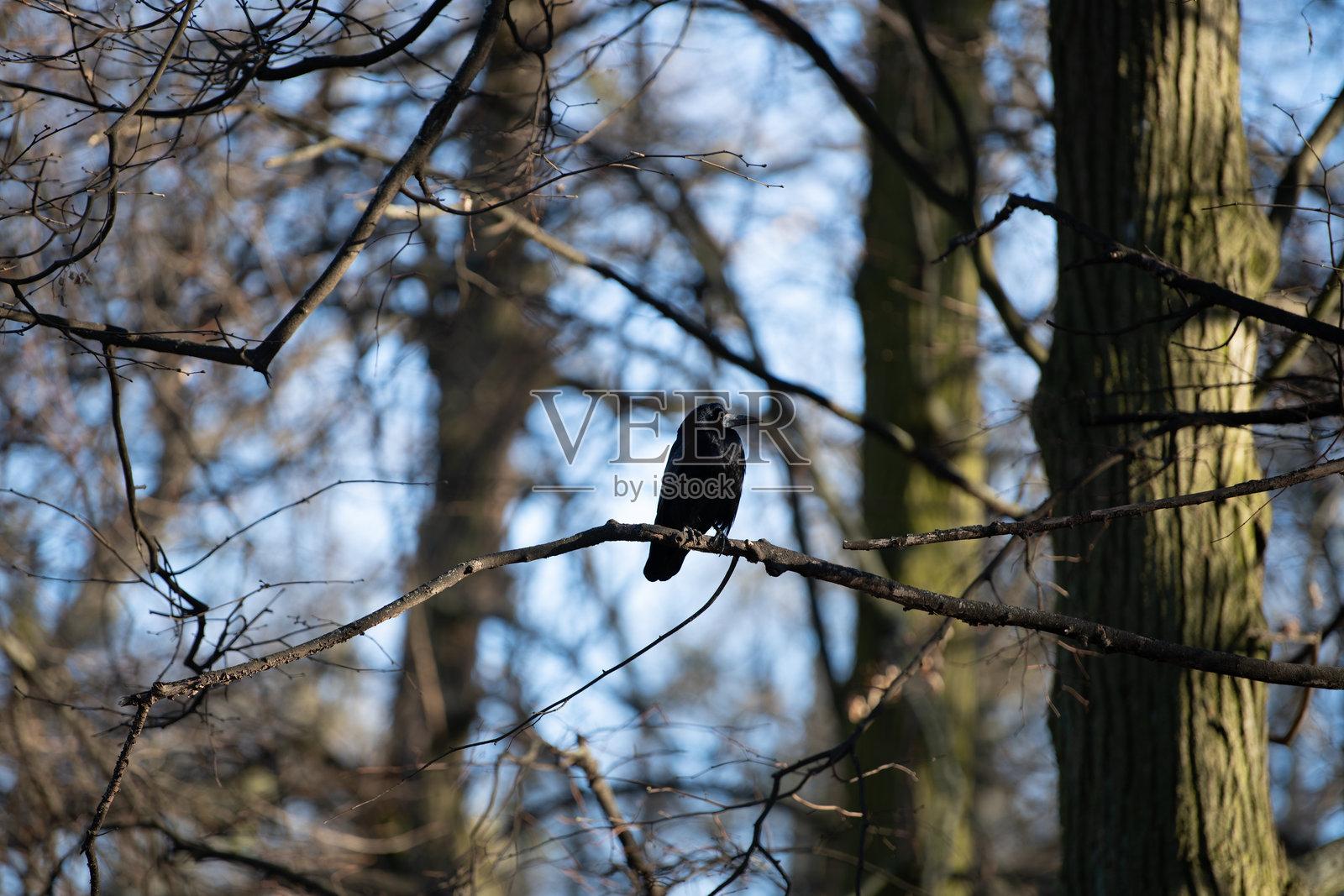 一只孤独的黑鸟栖息在细长的树枝上，周围是高耸的光秃树木，营造出宁静的森林氛围。清澈的蓝天与冬季的气息相得益彰。照片摄影图片