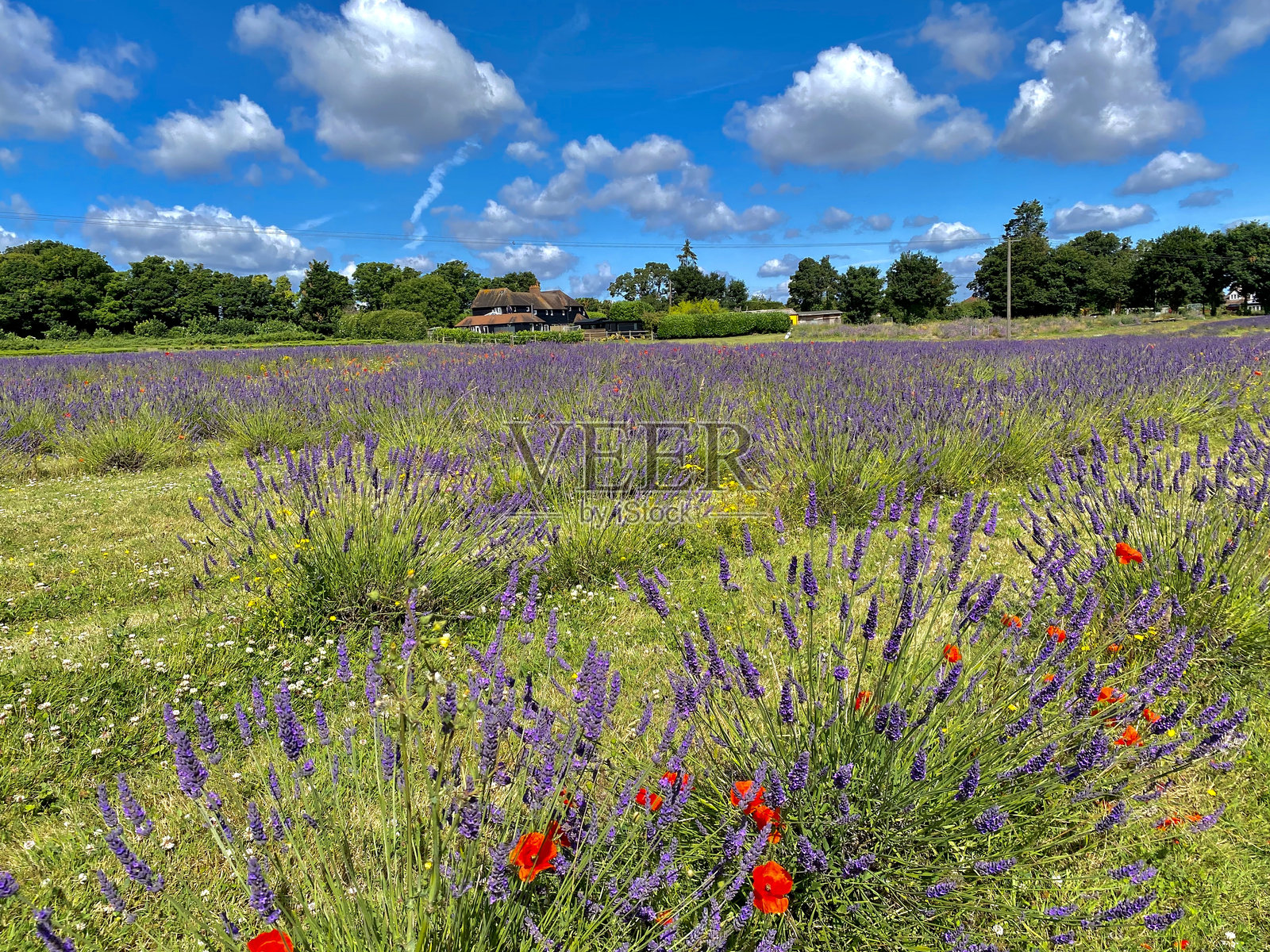 薰衣草田与天空的美丽景色照片摄影图片