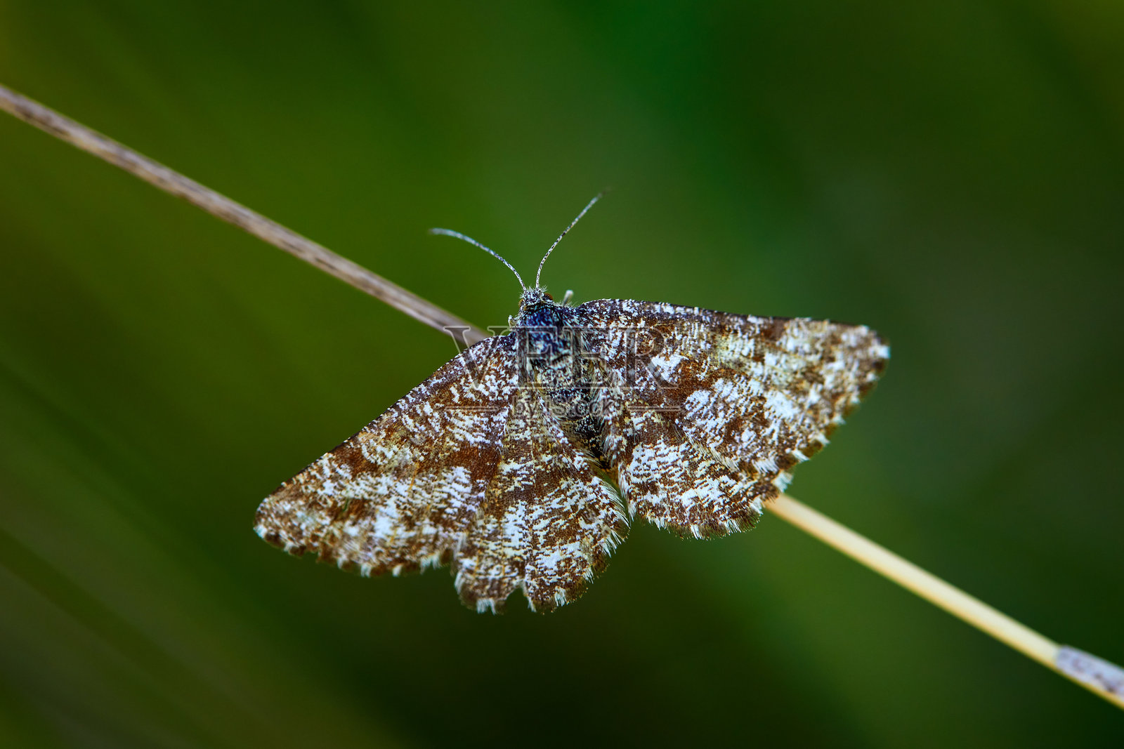 常见的草地蝶（Ematurga atomaria）在欧洲捷克共和国的自然栖息地。常见的草地蝶栖息在草丛上。灰色昆虫，蝴蝶在草地上。照片摄影图片
