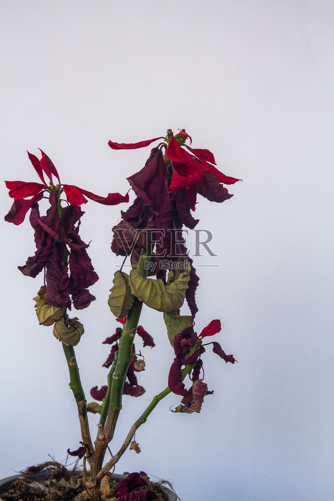 圣诞节后的一品红照片摄影图片