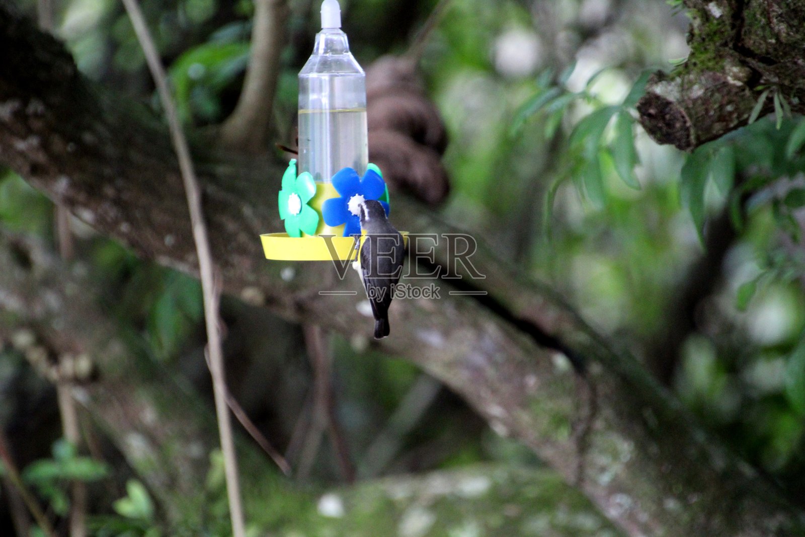 卡姆巴西卡鸟 - Coereba flav照片摄影图片