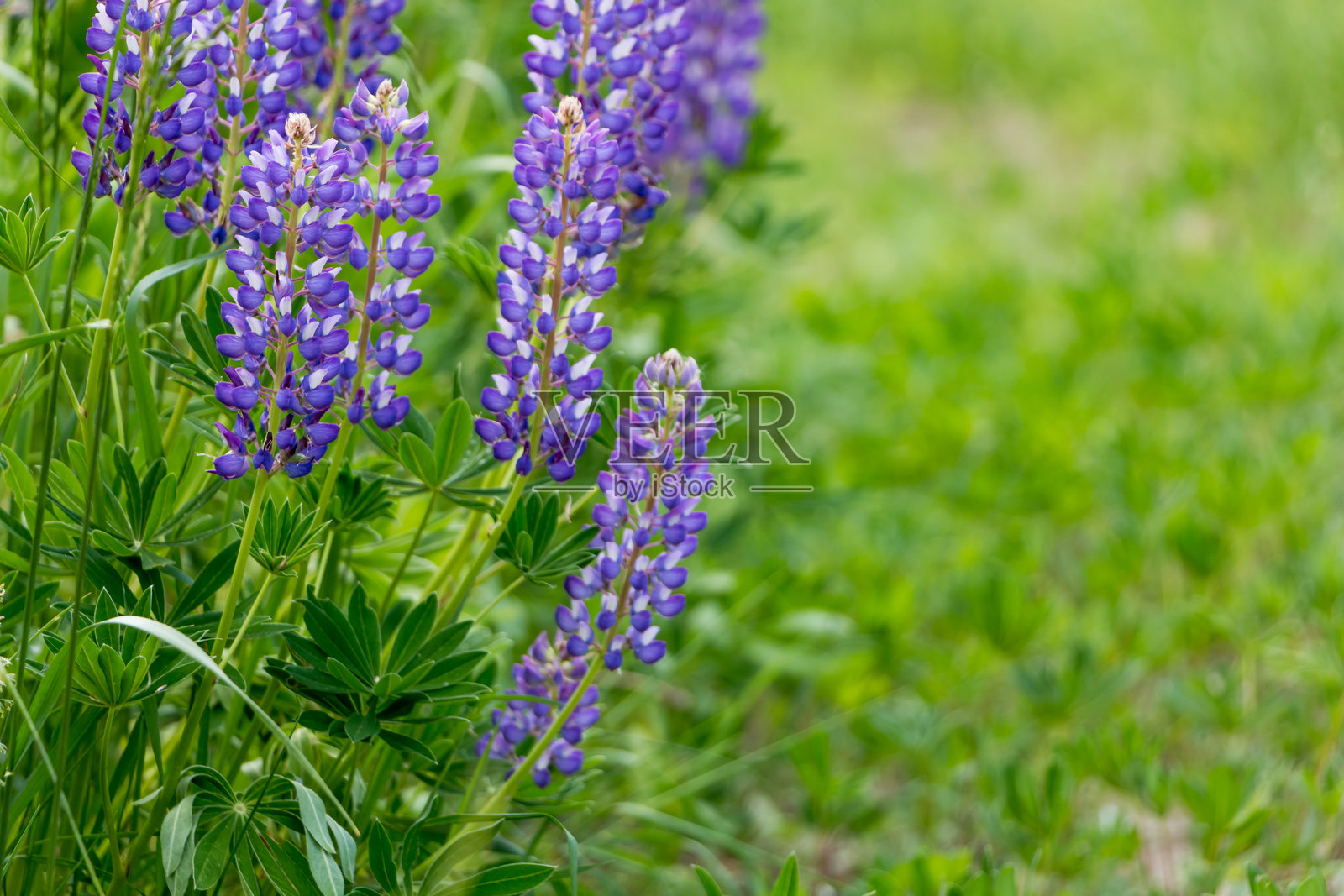 美丽的花卉背景。紫色的羽扇豆花特写，绿色的叶子和模糊的绿色背景。照片摄影图片