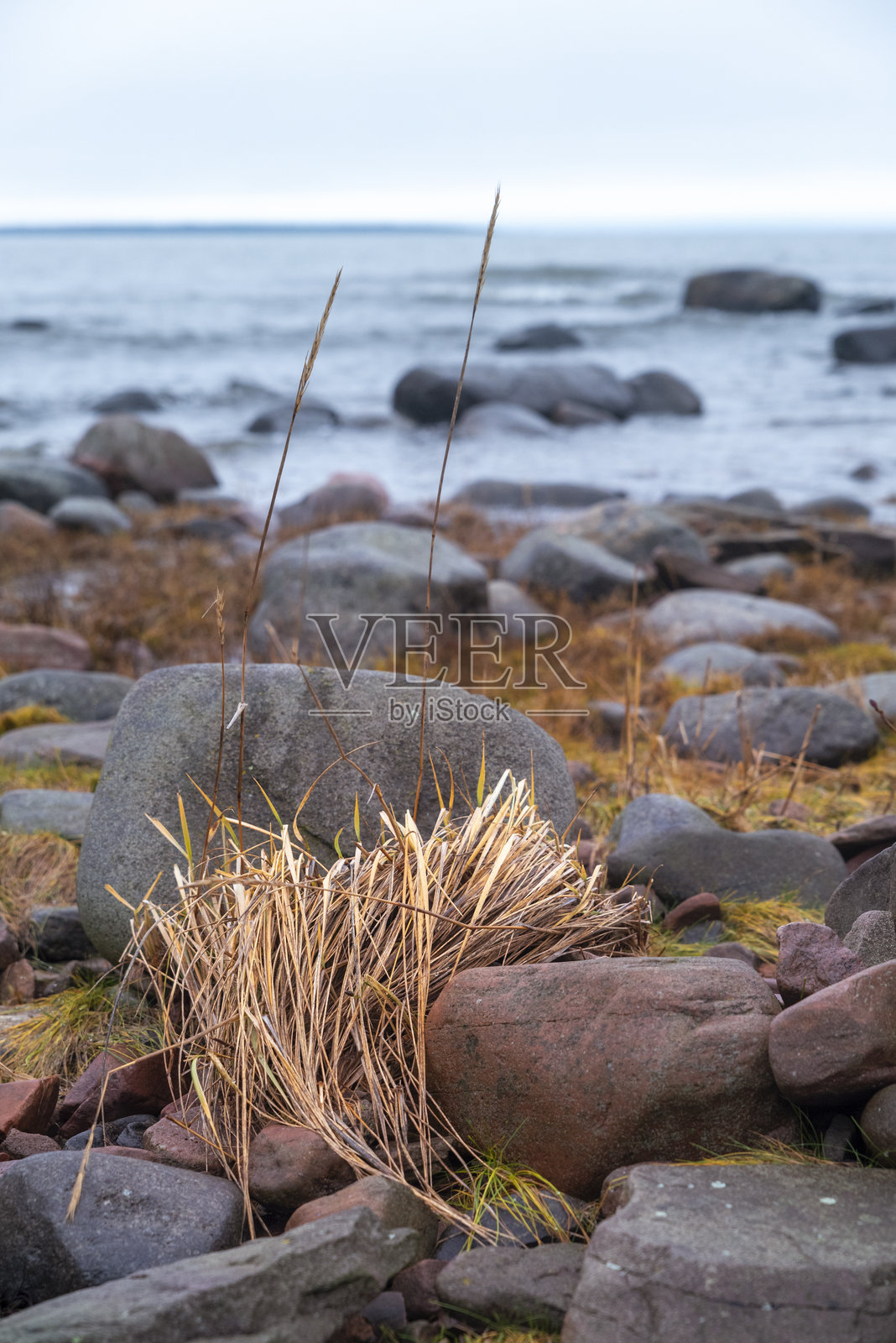 海边的一簇金色草丛照片摄影图片