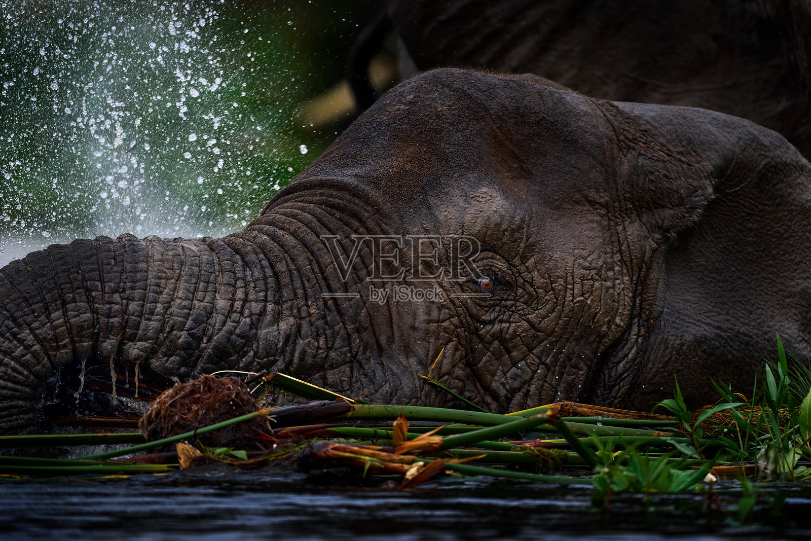 乌干达野生动物，非洲。雨中的大象，维多利亚尼罗河三角洲。乌干达穆尔奇森瀑布国家公园的大象。绿色草地上的大型哺乳动物，森林植被。大象在自然栖息地中漫步。照片摄影图片