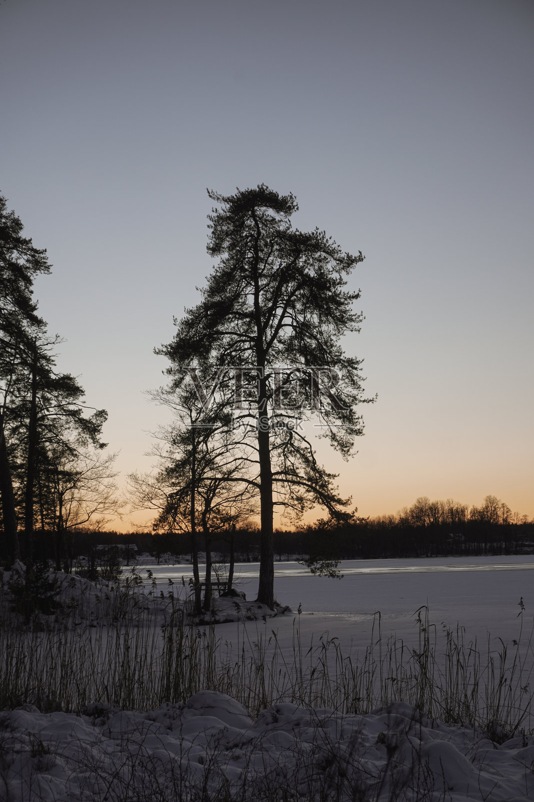一棵高大的树矗立在冰冻的湖面上照片摄影图片