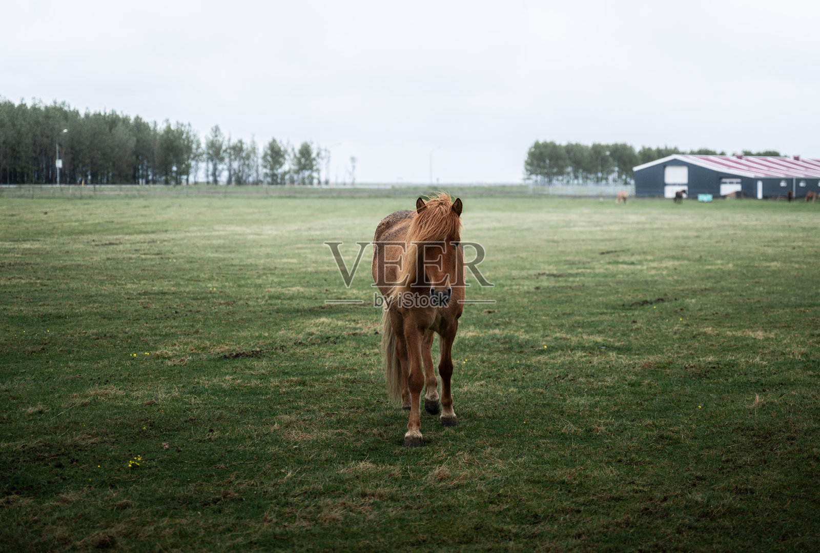 冰岛棕马在绿色田野中站立，鬃毛飘逸。照片摄影图片