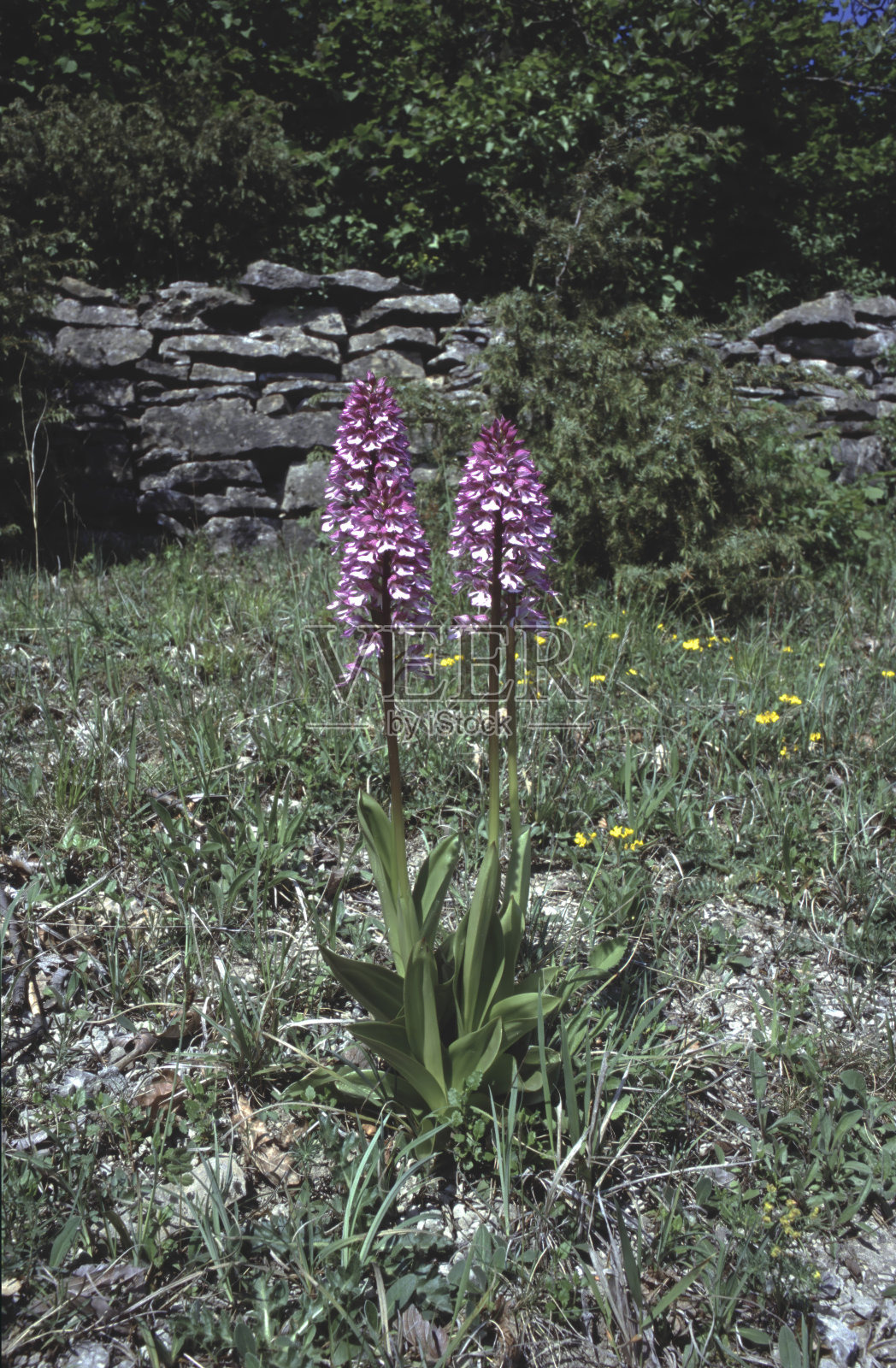 军事兰与紫兰的女士兰花照片摄影图片
