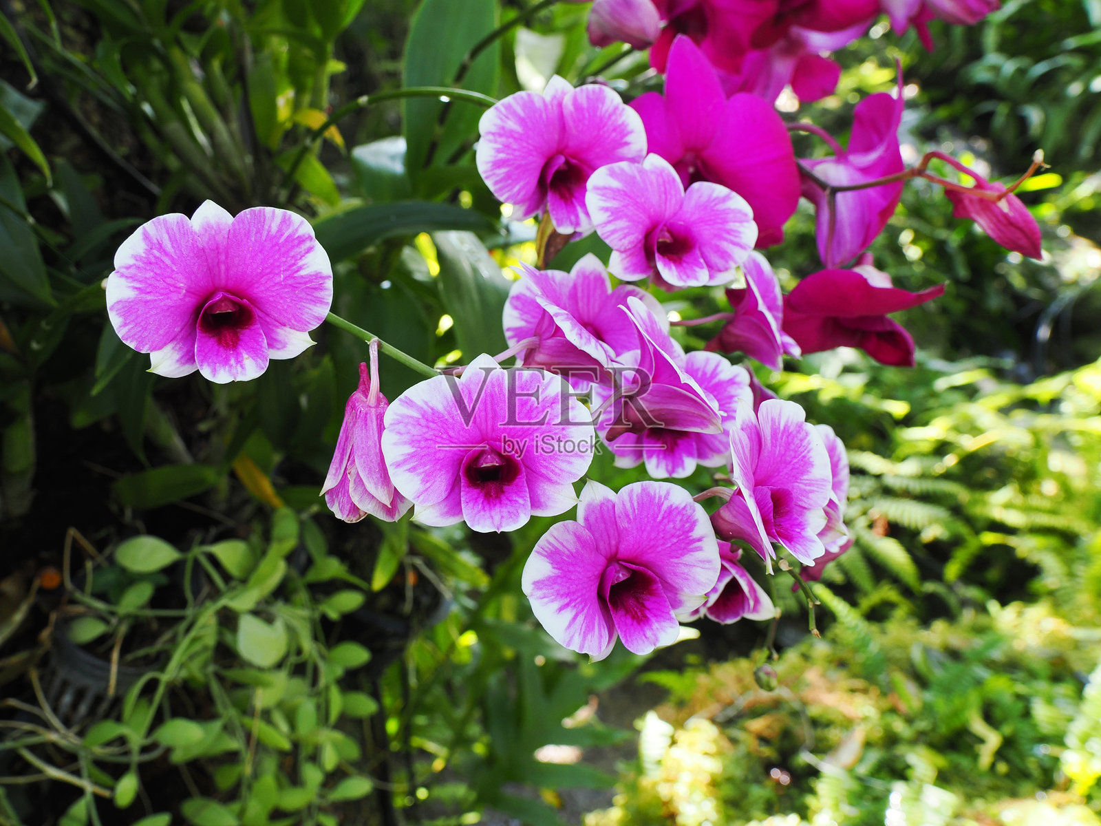 白色带紫色条纹的蝴蝶兰在自然的绿色和黑色背景下绽放照片摄影图片