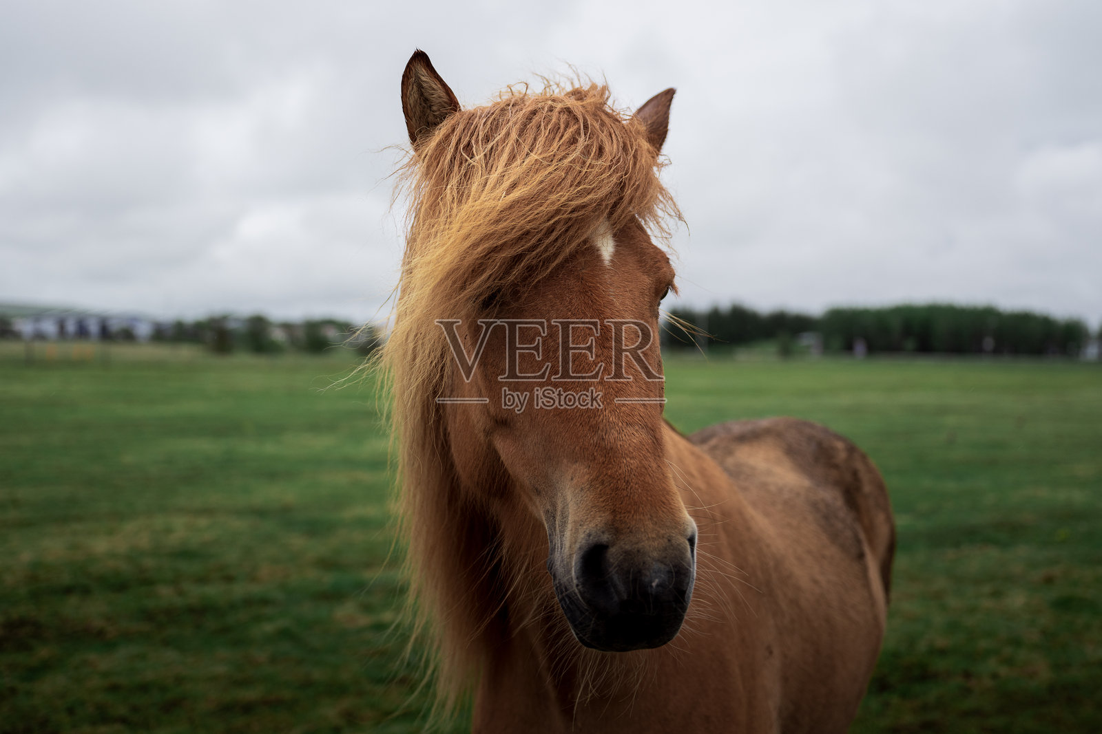 一匹在绿草地上，鬃毛随风飘扬的冰岛马特写。照片摄影图片