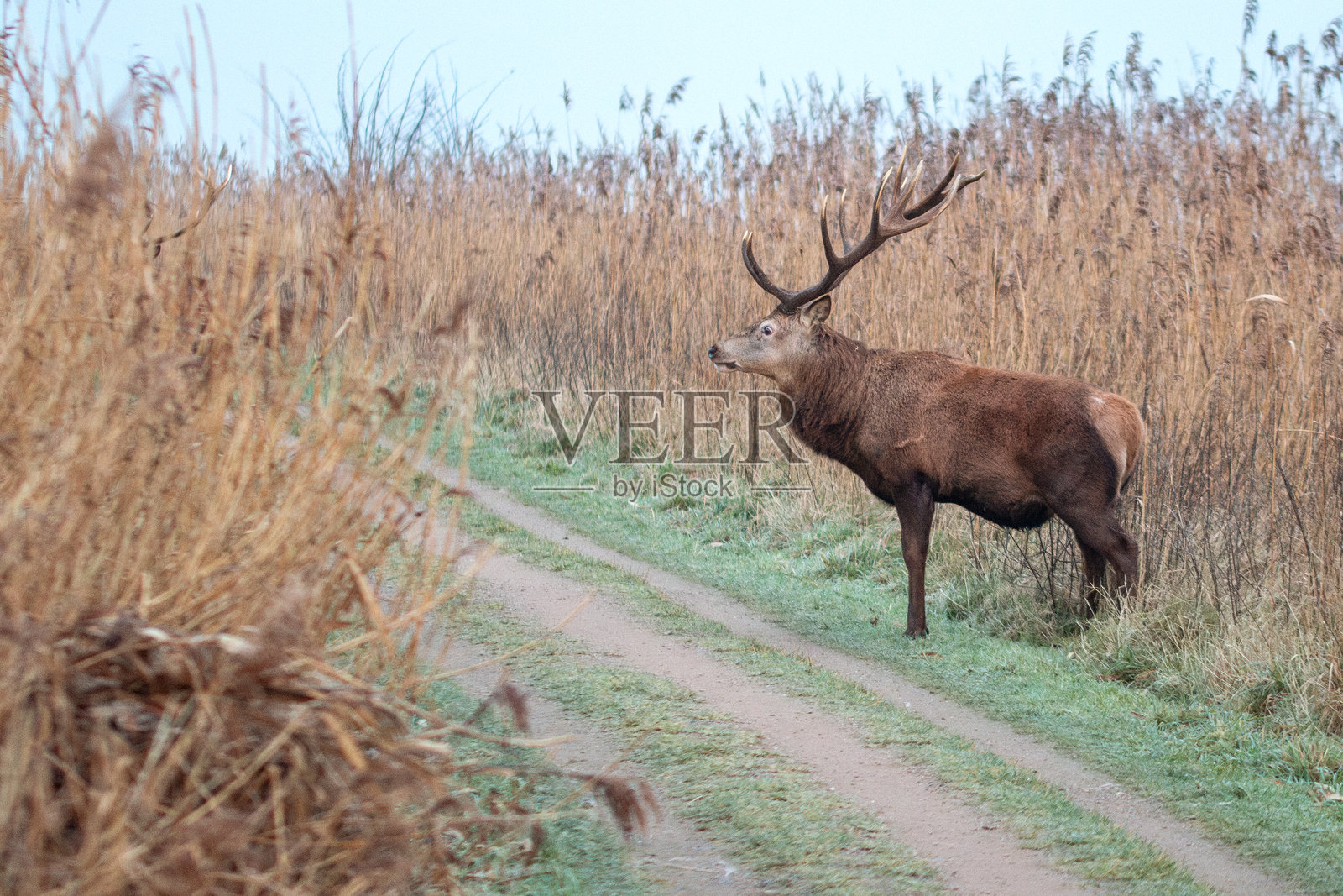红鹿是一种大型有蹄类动物，夏季毛色为红色，冬季毛色为灰棕色。照片摄影图片