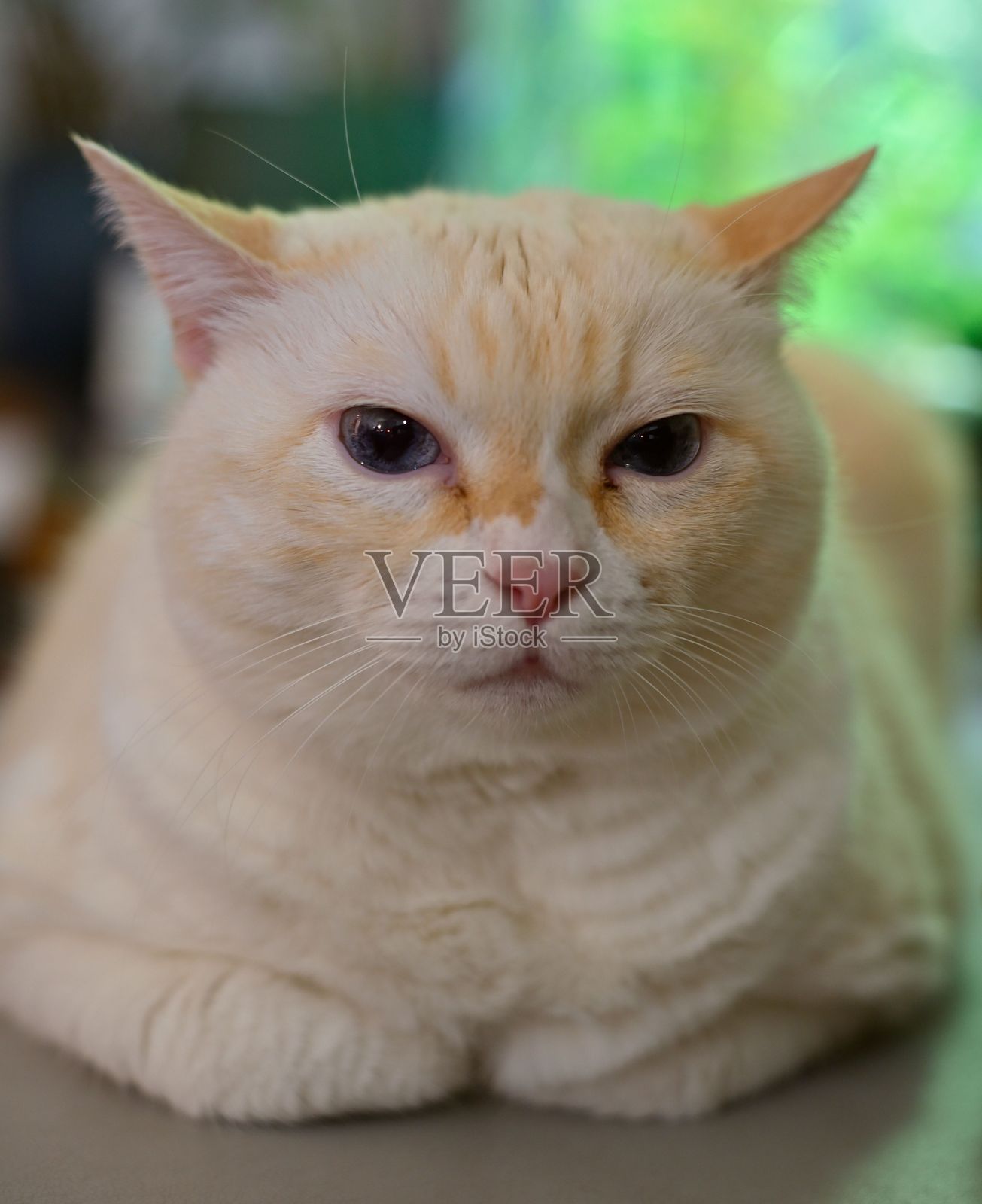 聚焦于一只蓝眼睛的奶油色猫咪。照片摄影图片