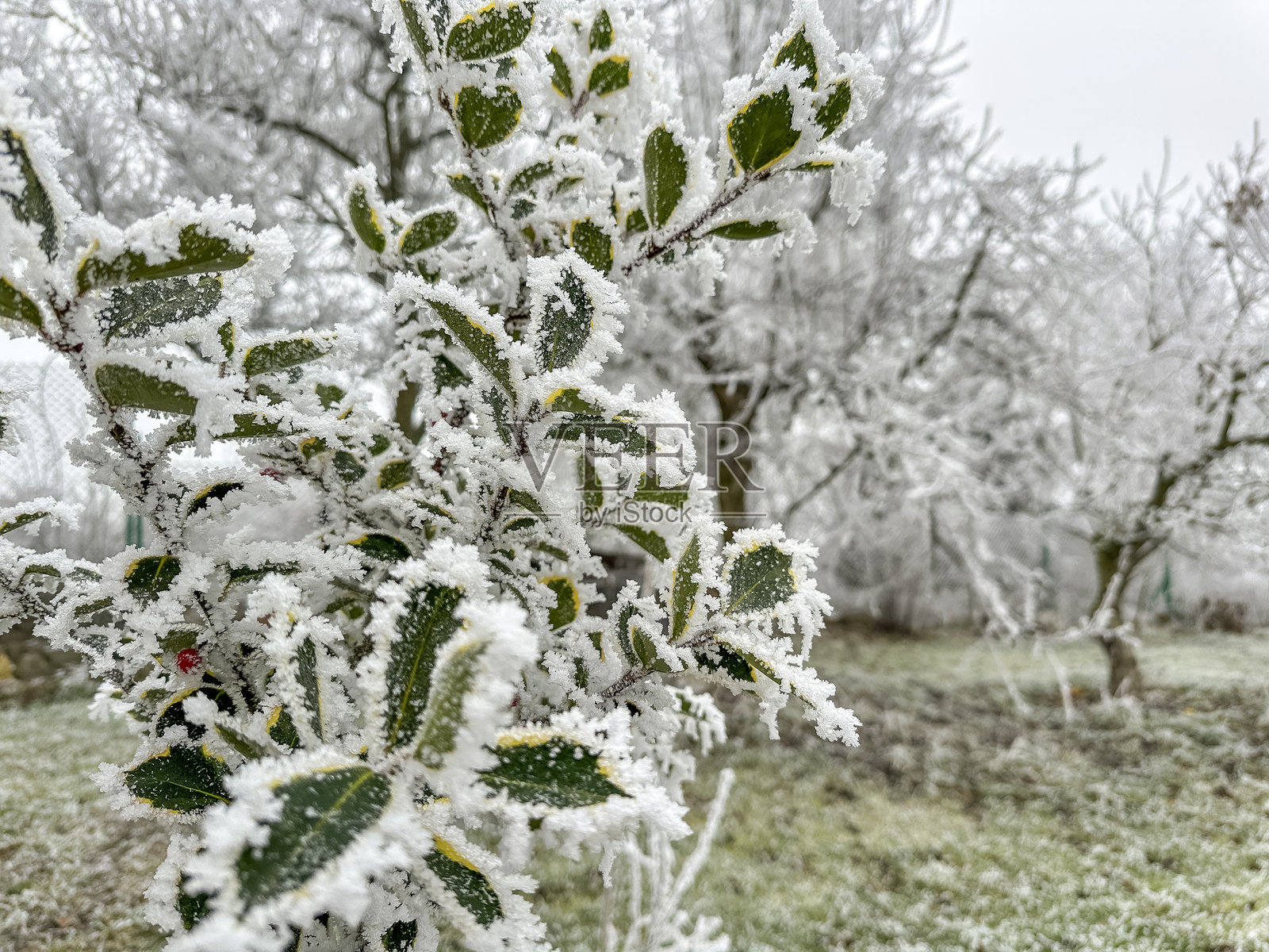 冬季植物的冰冻绿叶照片摄影图片