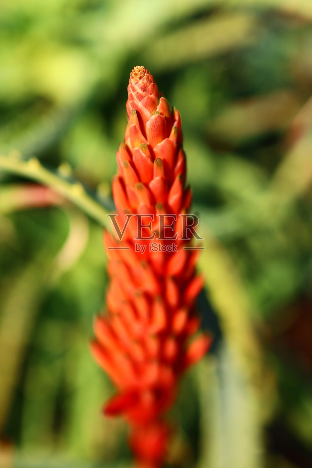 这些是在日本拍摄的花朵。照片摄影图片