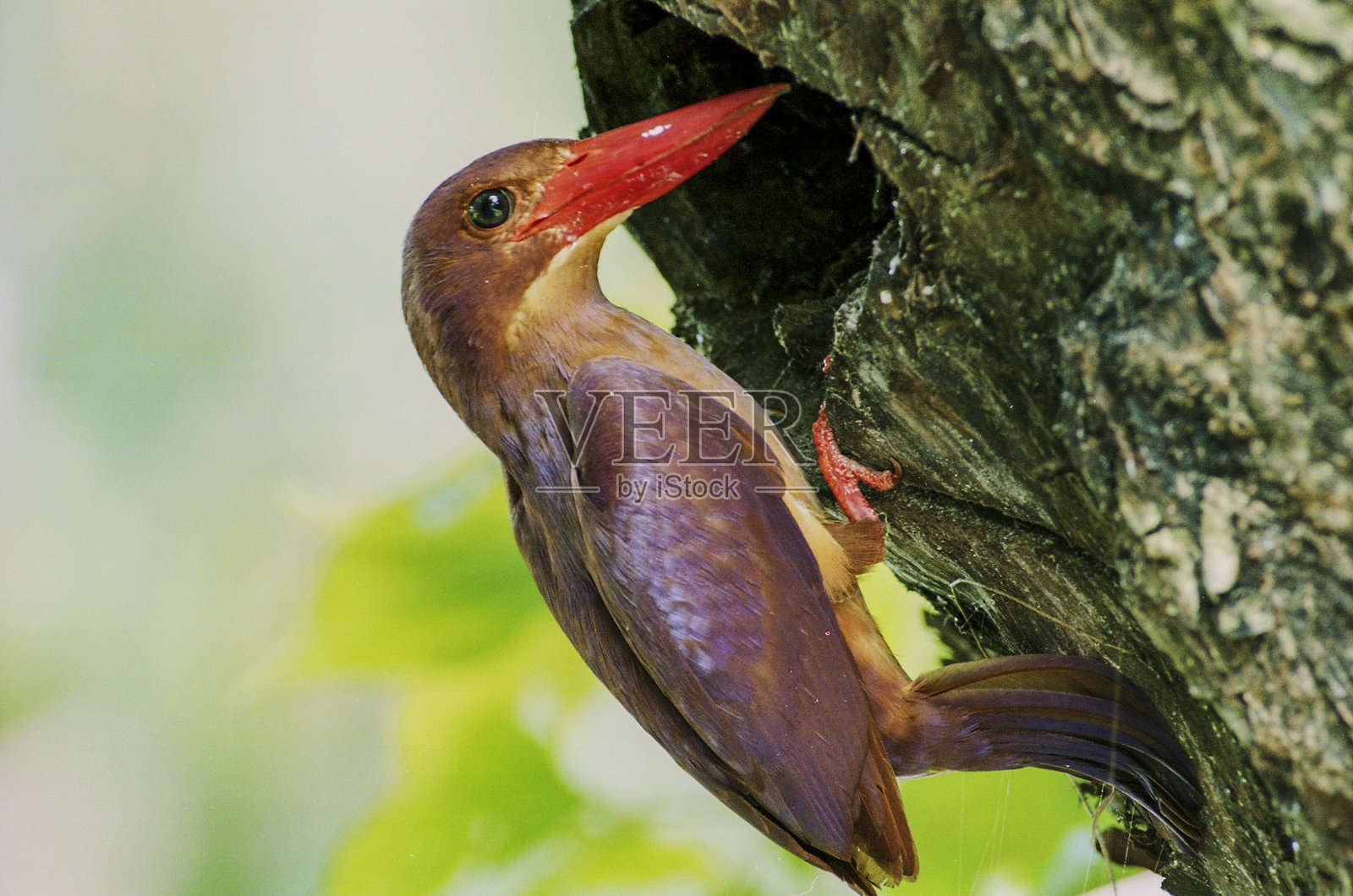 创意的奄美风景照片摄影图片