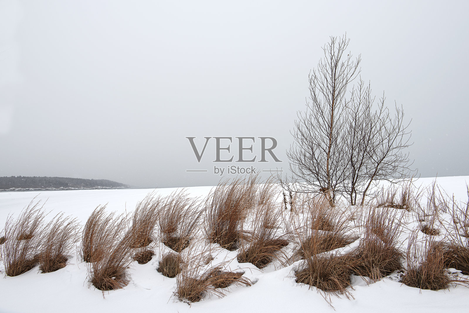 冬季的大西洋海岸景观。雪中的岩石海岸。美国。缅因州。照片摄影图片