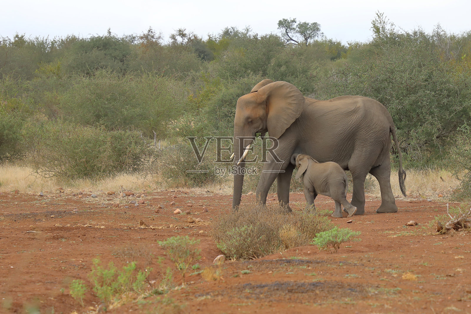 非洲象 / 非洲象 / 非洲象照片摄影图片