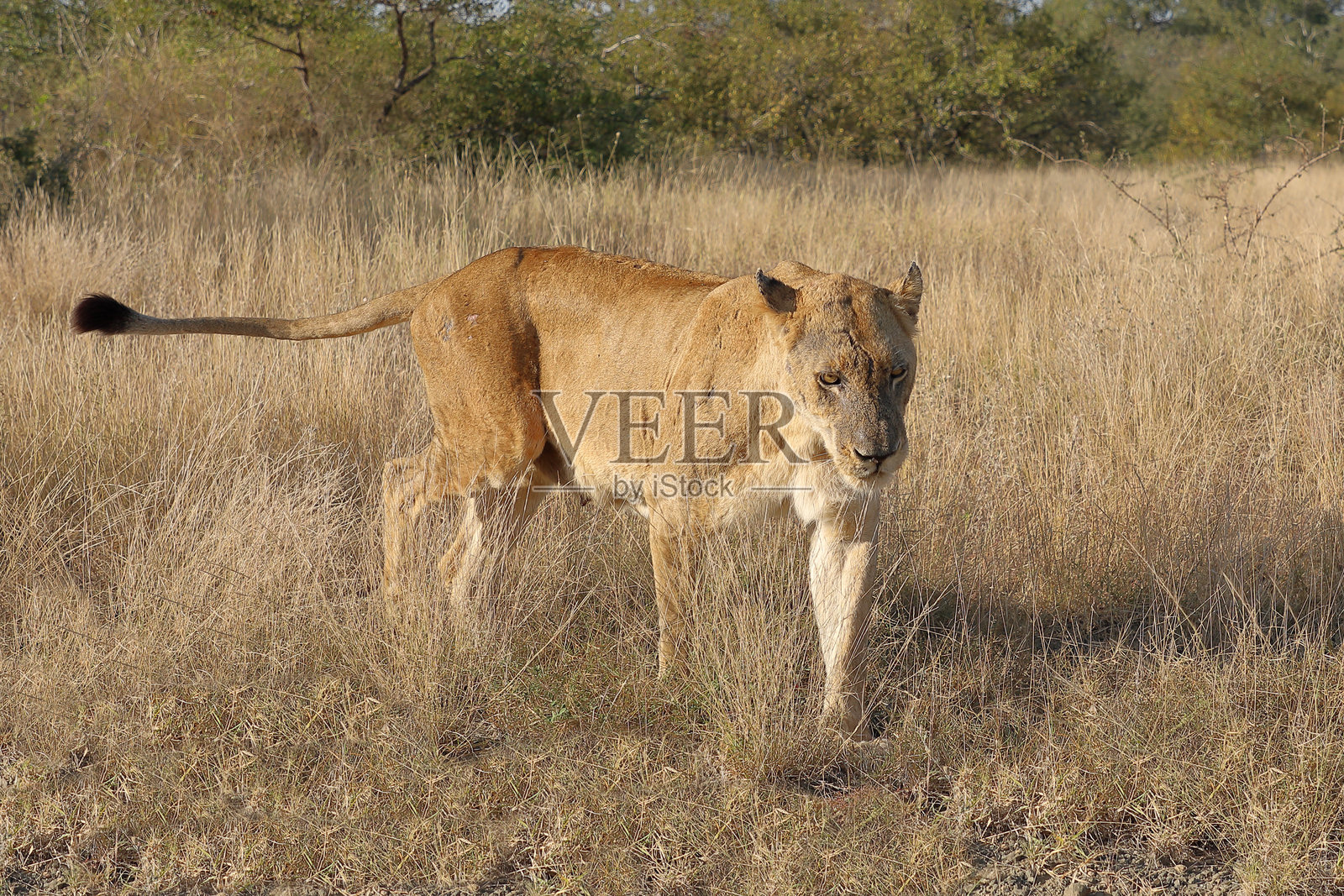 非洲狮 / Panthera leo照片摄影图片