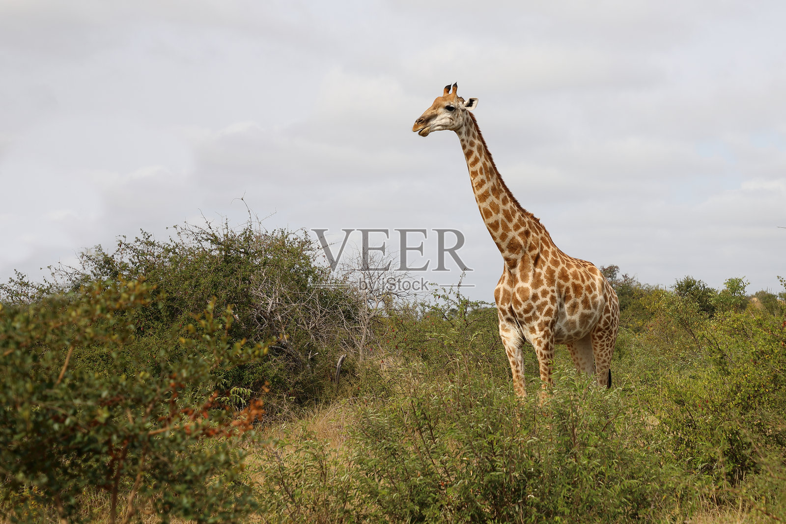长颈鹿 / 长颈鹿 / 长颈鹿照片摄影图片