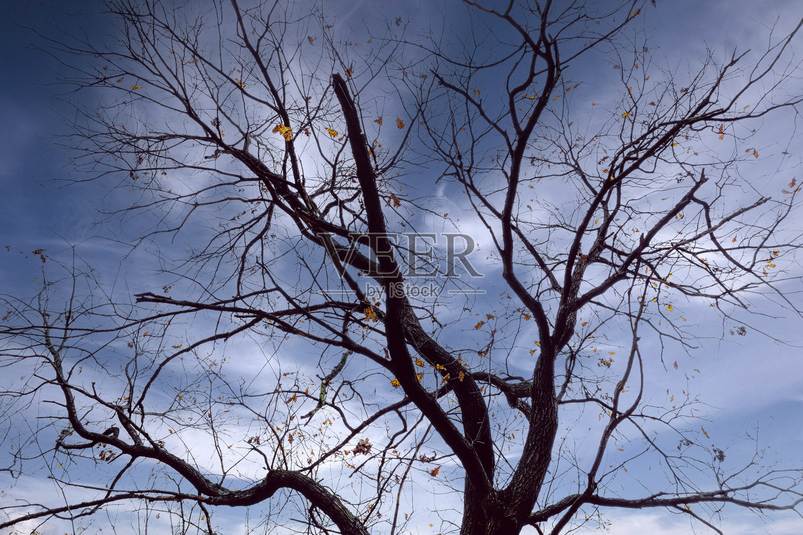 光秃树枝的剪影，没有叶子。古老的橡树枝秋季背景照片摄影图片