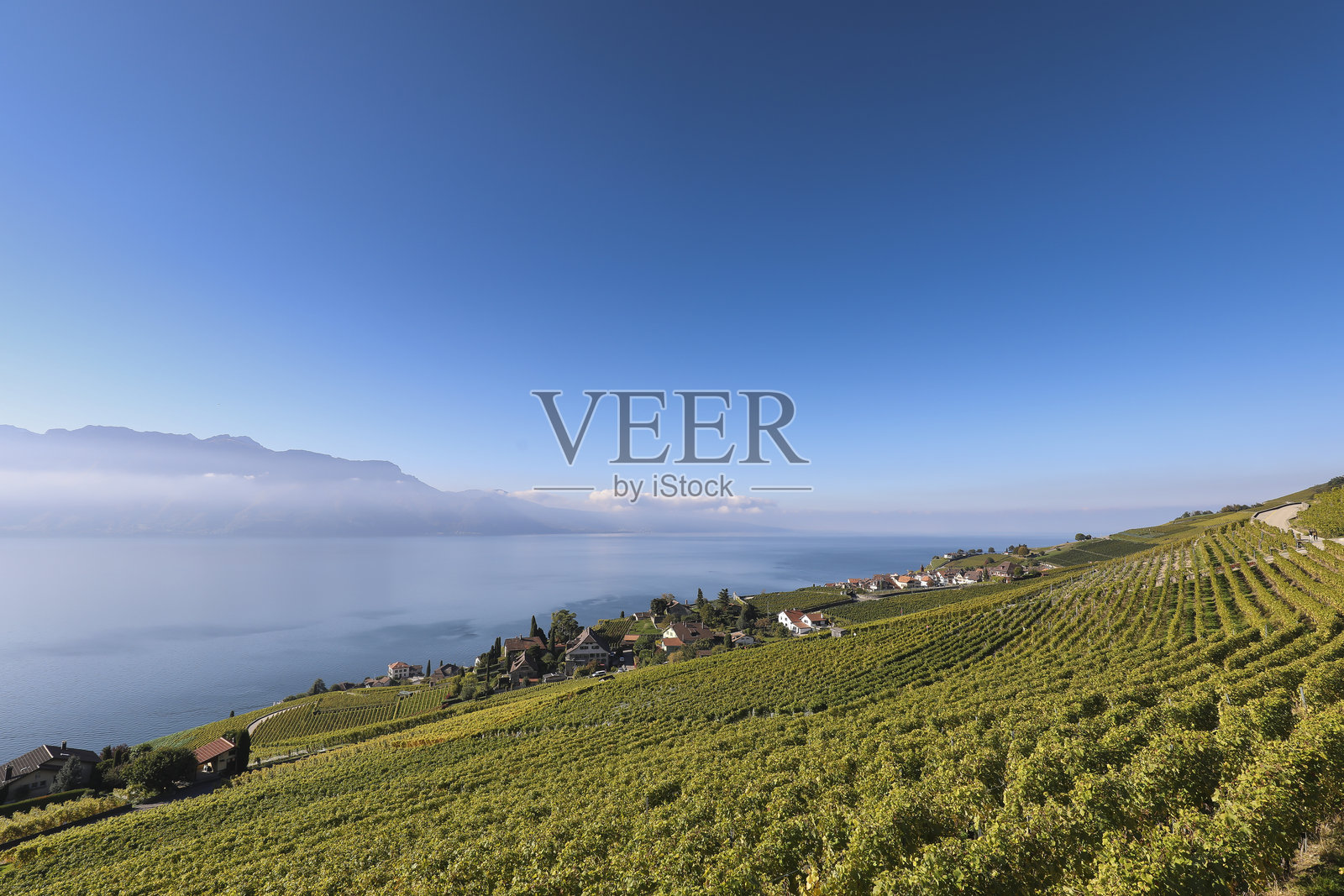 在葡萄园徒步旅行照片摄影图片