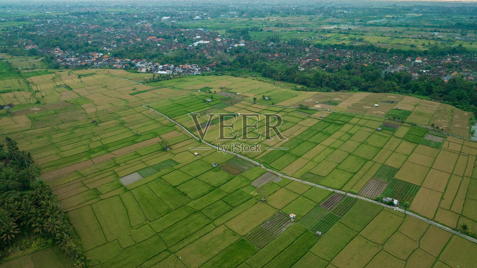巴厘岛乌布的稻田梯田，俯瞰视角照片摄影图片