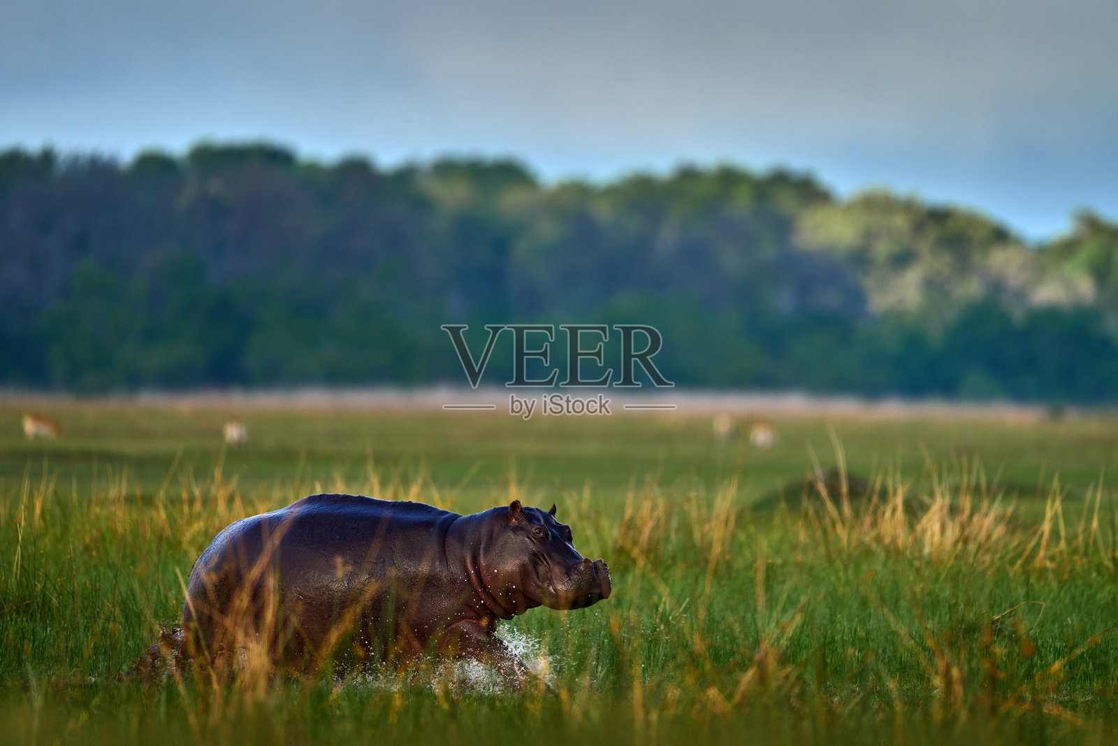 非洲风景中的河马。南非河马（Hippopotamus amphibius capensis），在夕阳下，动物在自然中。博茨瓦纳，野生动物，河马与绿草，湿季，水中的危险动物。照片摄影图片