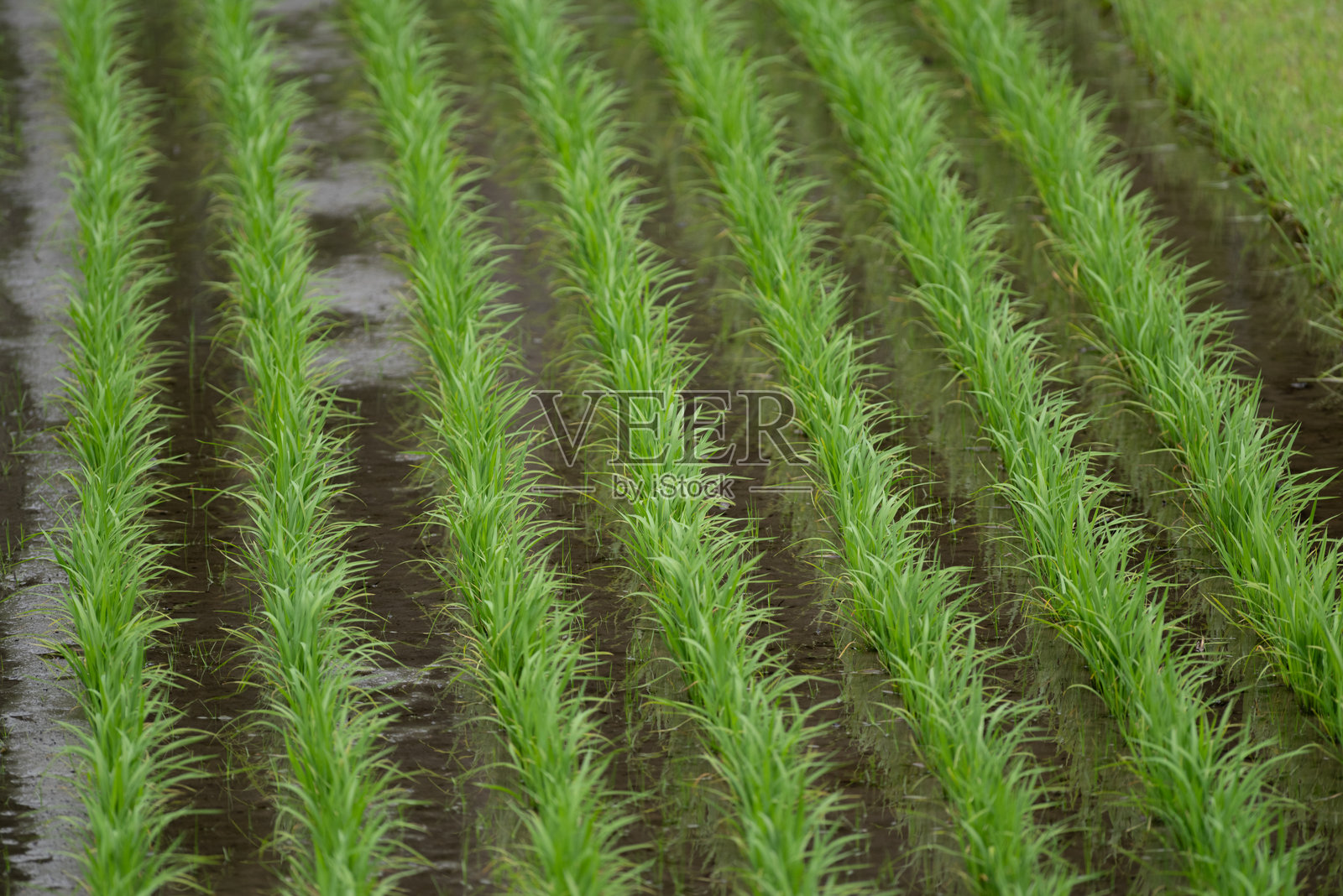 间隔均匀的稻田照片摄影图片