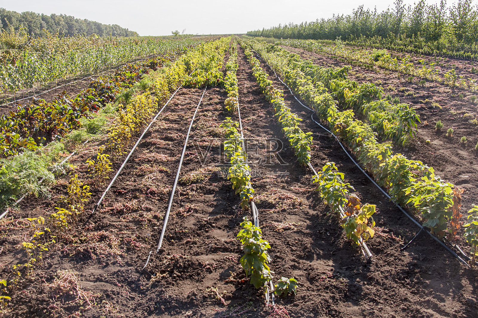 摩尔多瓦的田野风光。照片摄影图片