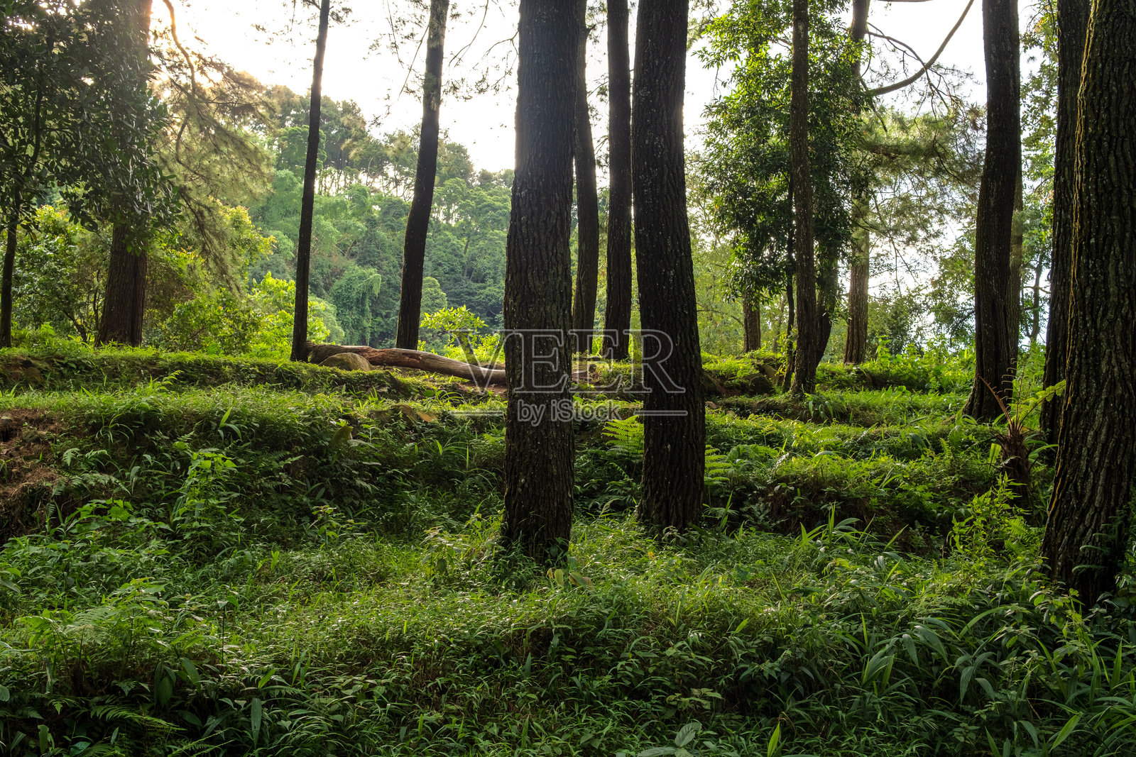 金色阳光照耀着郁郁葱葱的森林林地照片摄影图片