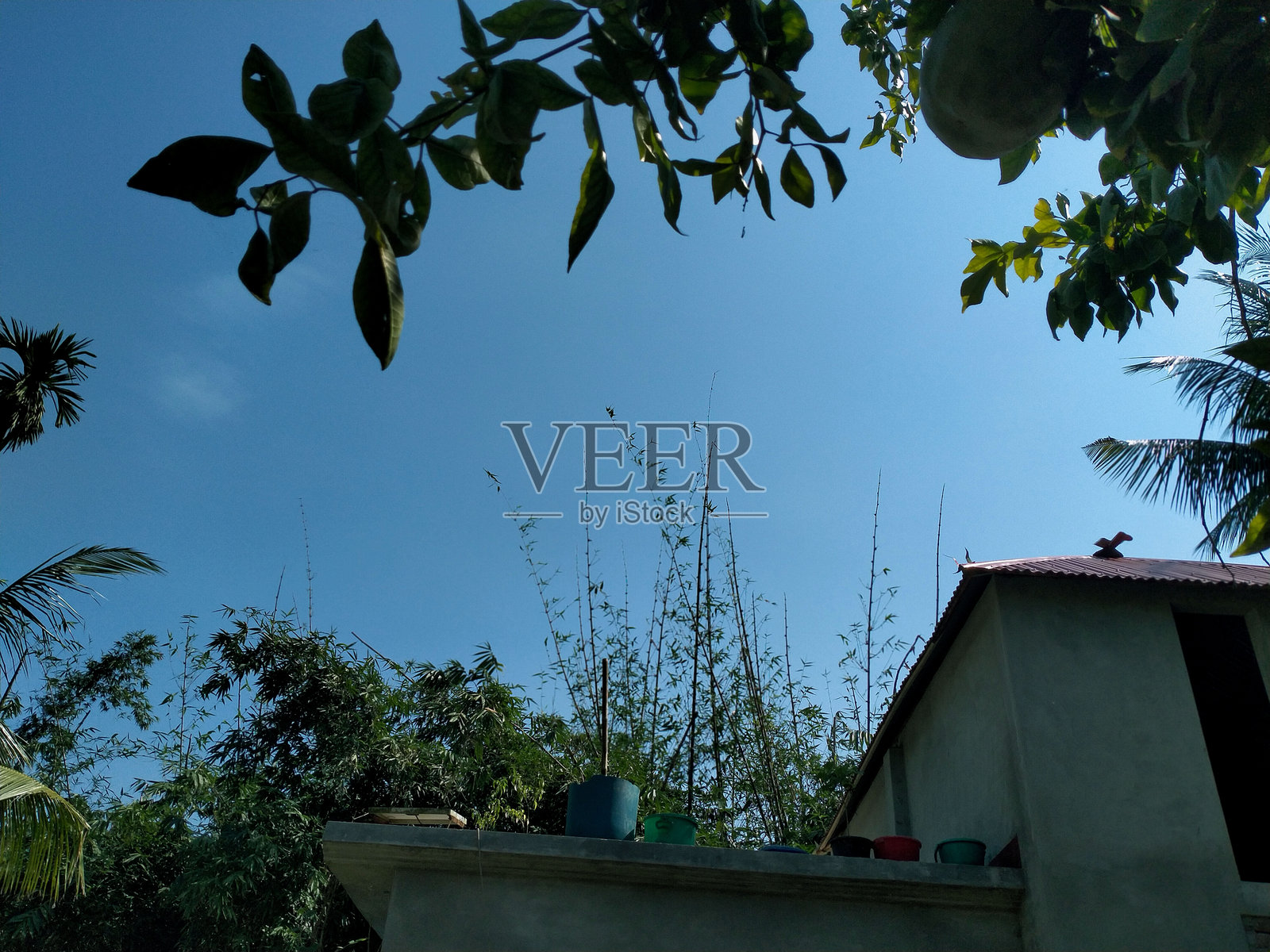 绿色树叶映衬着美丽的蓝天照片摄影图片