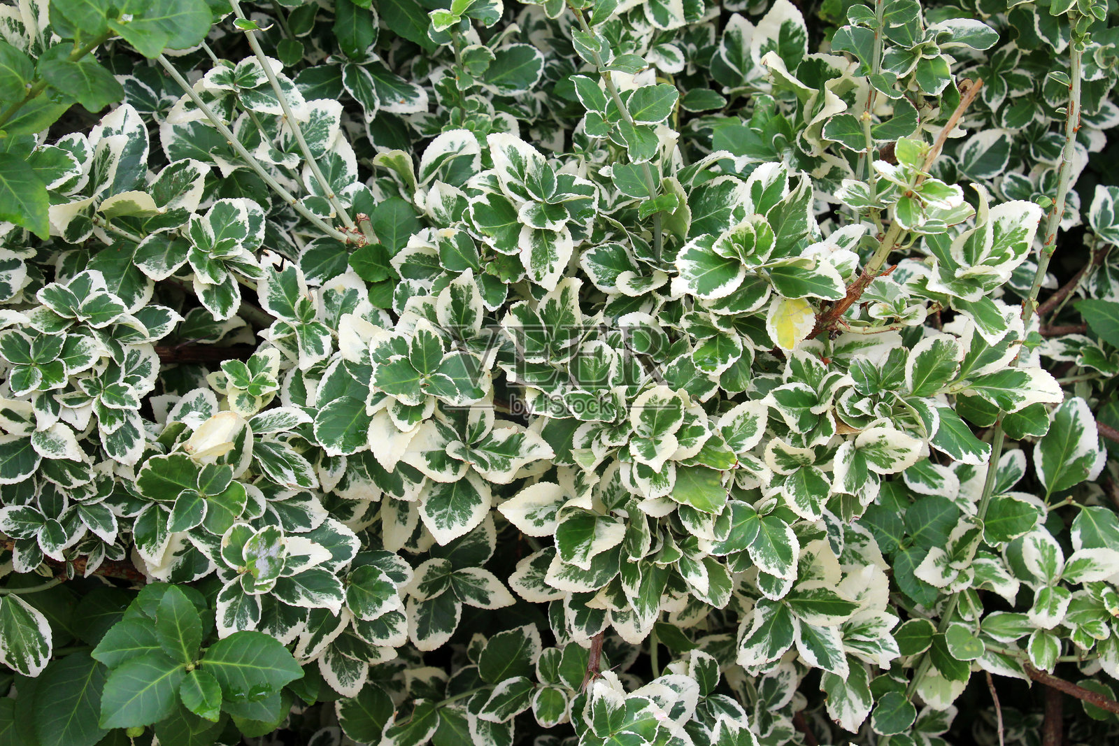 园中的观赏灌木福木生长茂盛照片摄影图片