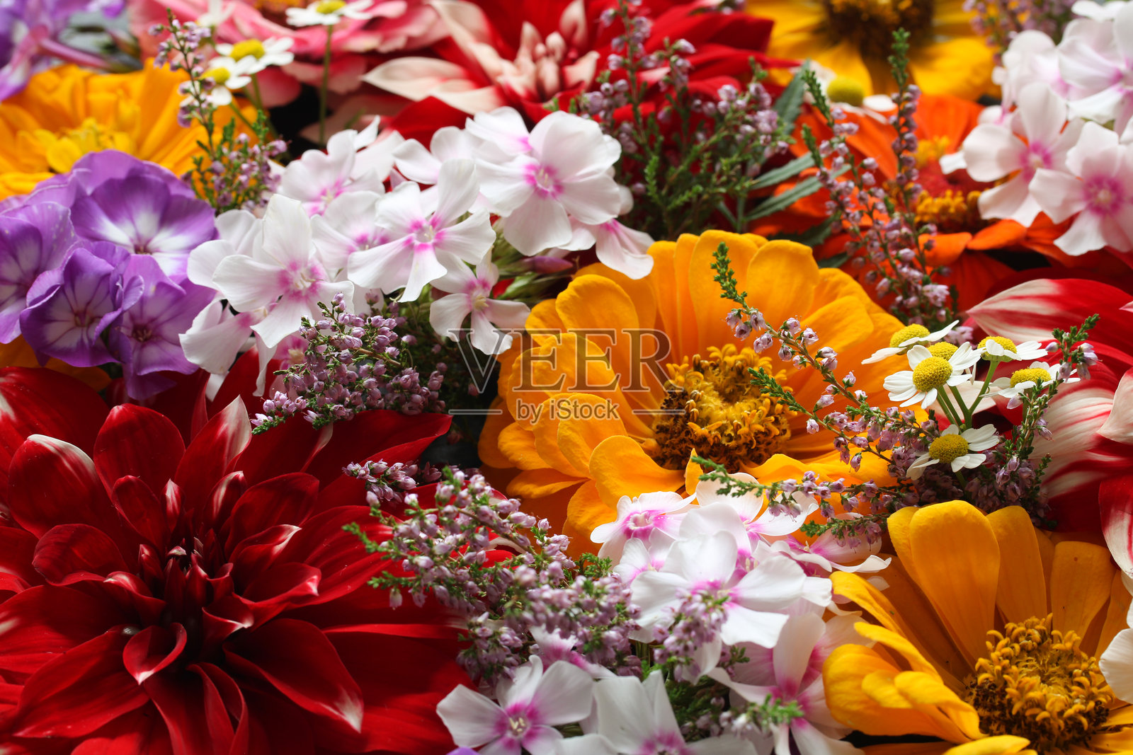 色彩斑斓的夏季花束，盛开着生机勃勃的花朵和野花照片摄影图片