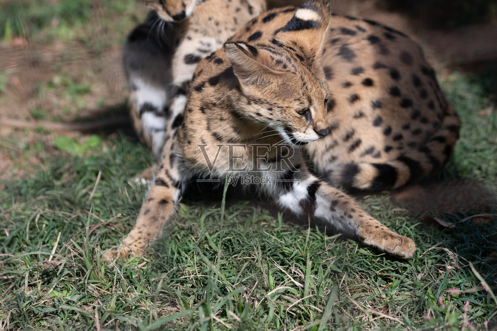 两只沙猫在一起玩耍照片摄影图片
