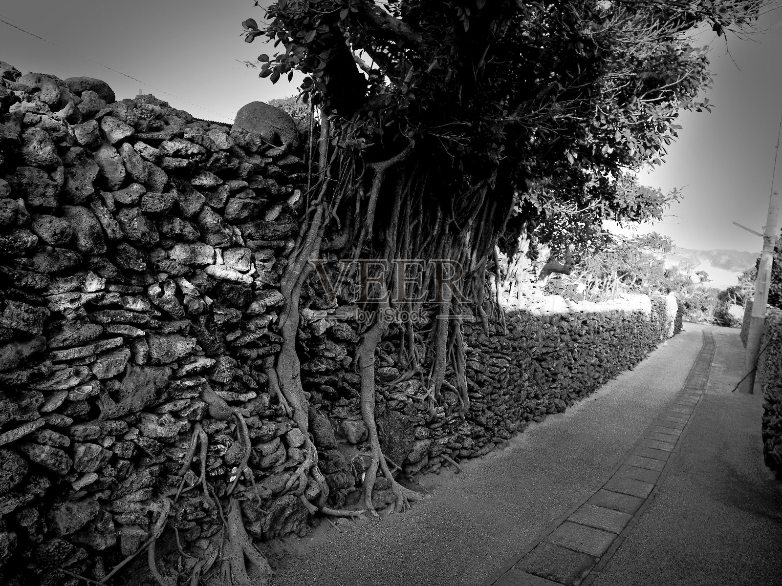 创意的奄美文化照片摄影图片