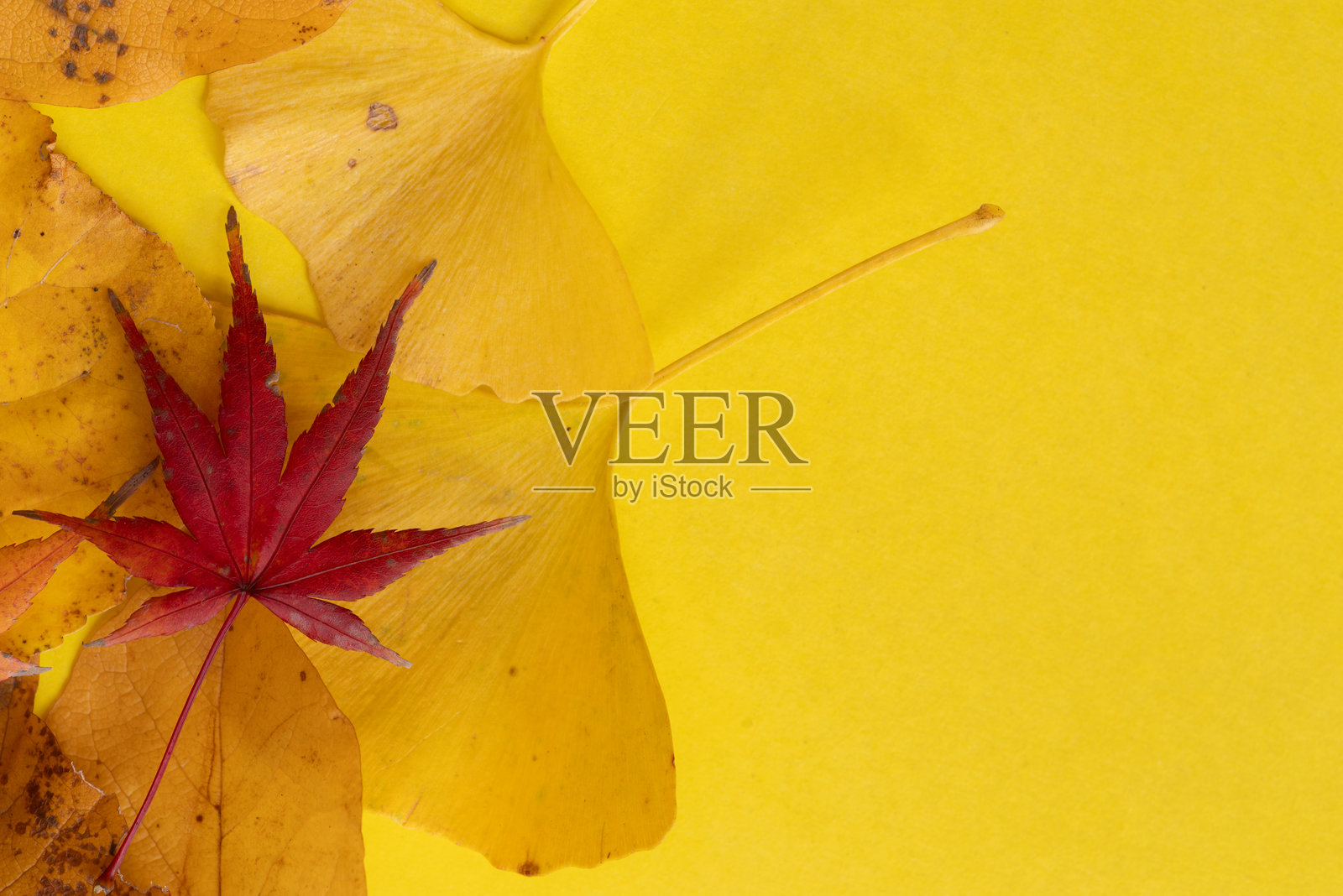 秋天的树叶排列在黄色背景上照片摄影图片