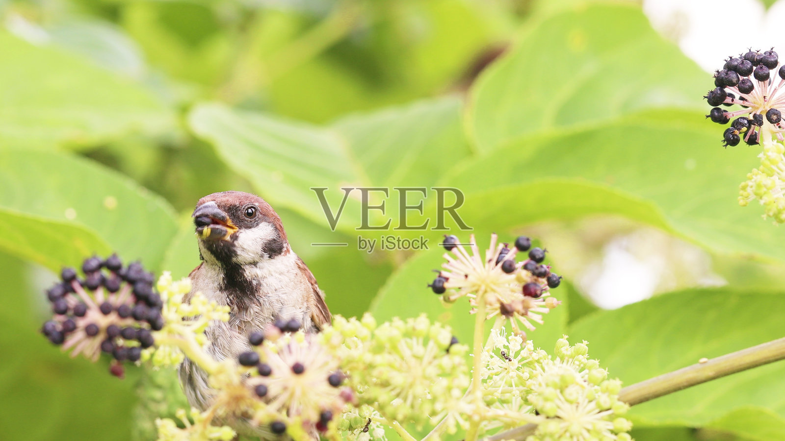 麻雀照片摄影图片