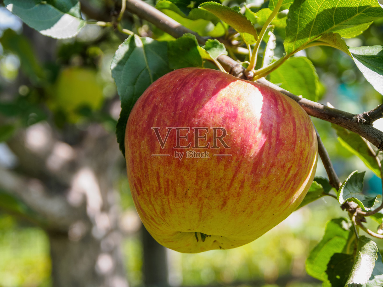 树枝上的苹果：新鲜、成熟的水果与鲜艳的花朵，适合秋季静物和水果组合。照片摄影图片