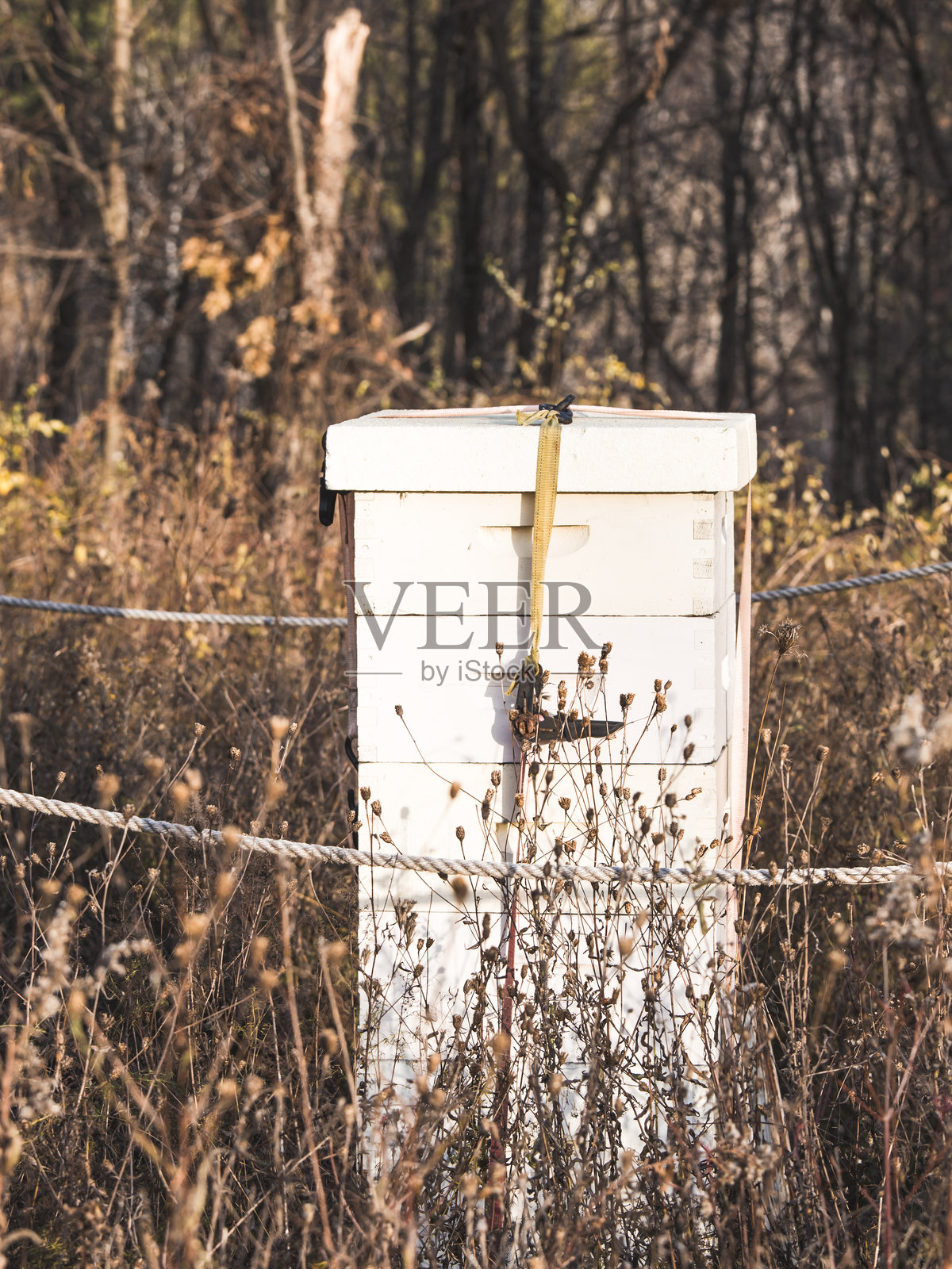 蜜蜂蜂箱养蜂场盒子照片摄影图片