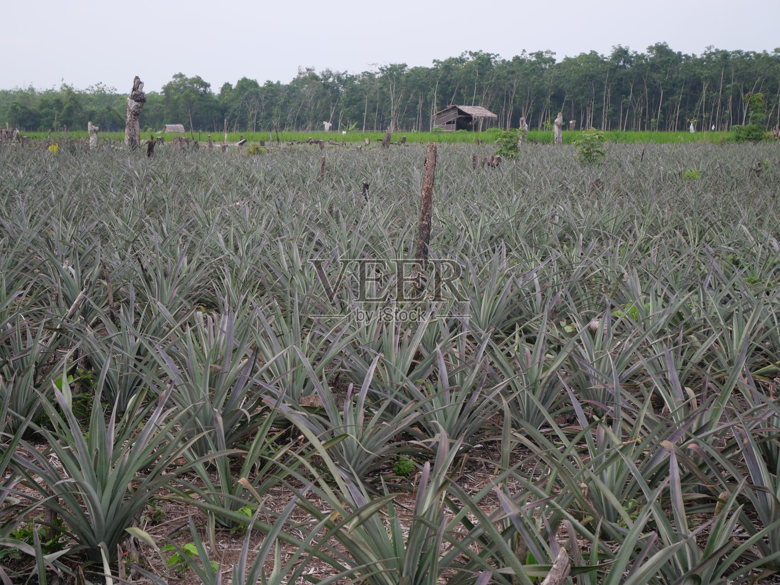 菠萝种植园照片摄影图片
