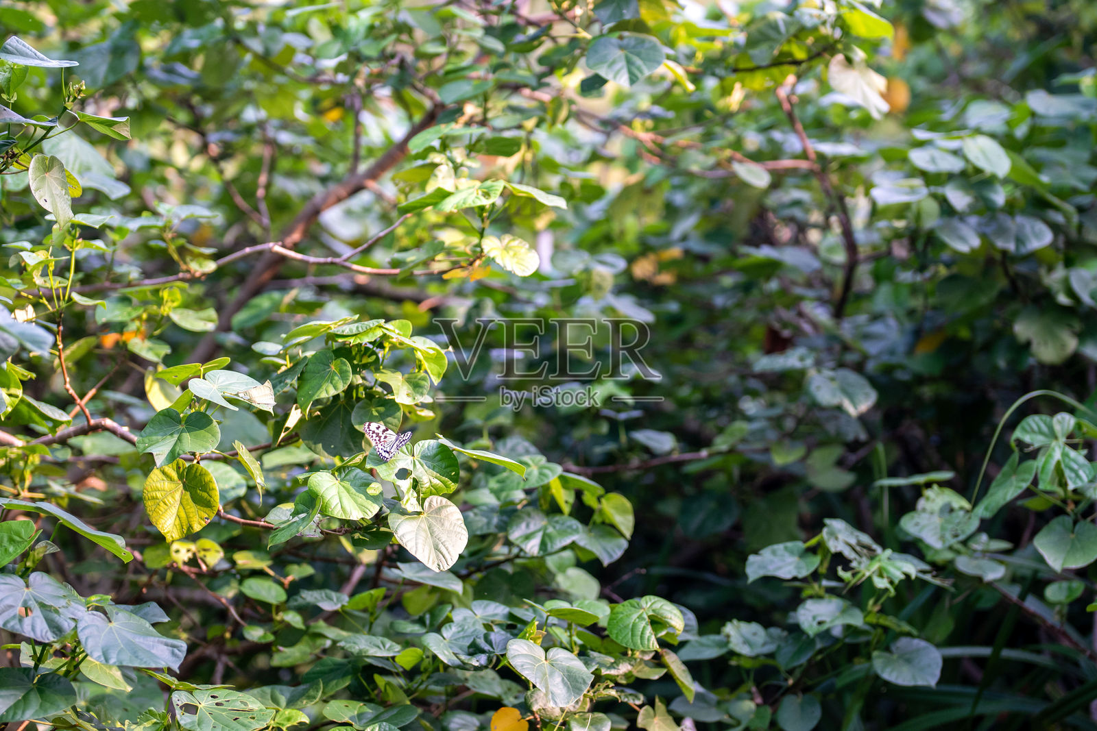 日本冲绳县座间味村赤岛的春季空旷海洋与山路照片摄影图片