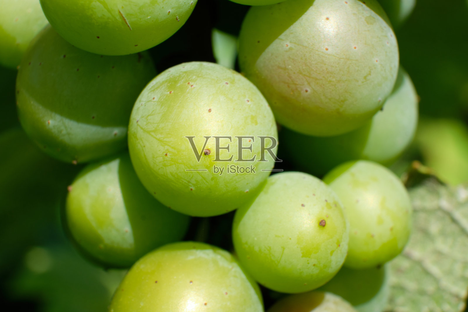 一串绿色葡萄特写照片摄影图片