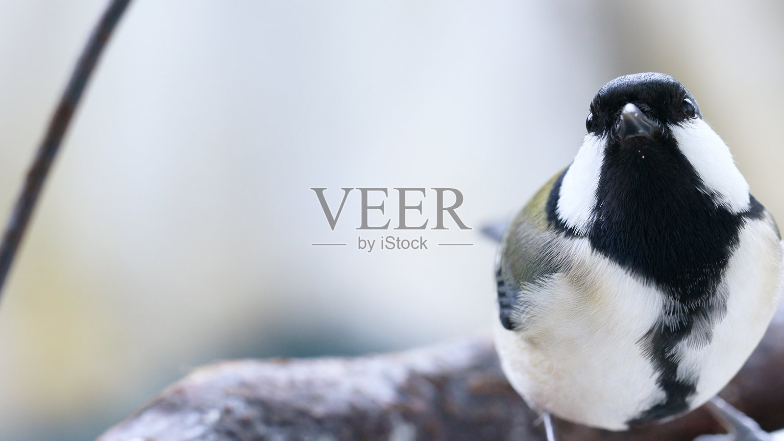 日本山雀照片摄影图片