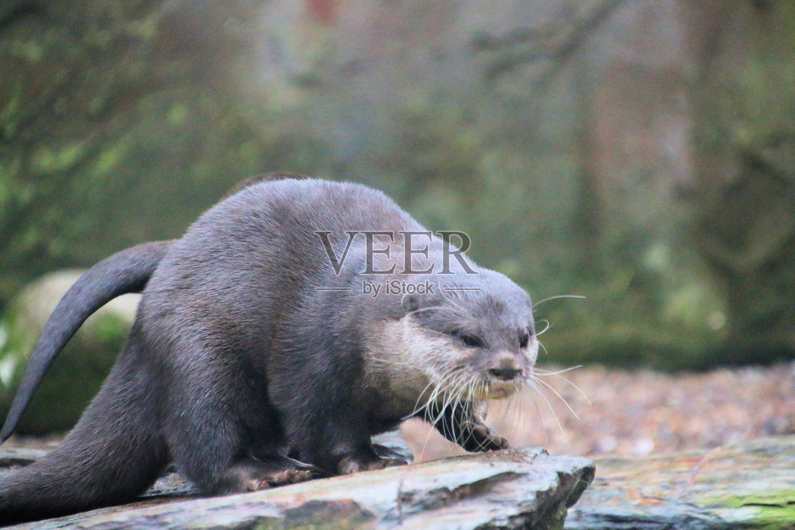水獺的视角照片摄影图片